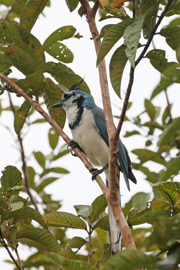 White-Throated Magpie-Jay